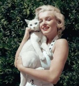le chat de Marylin