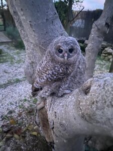 La petite chouette hulotte